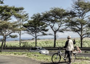 RUN-L homme aux chiens a velo